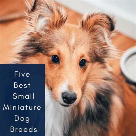 5 Best Small Miniature Dog Breeds Pethelpful