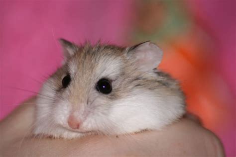 5 Facts About Dwarf Hamsters That Will Make You Want One Niche Pets