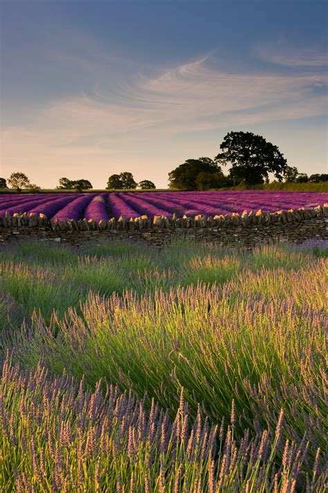 Somerset Lavender England Lavender Plant Lavender Fields Somerset