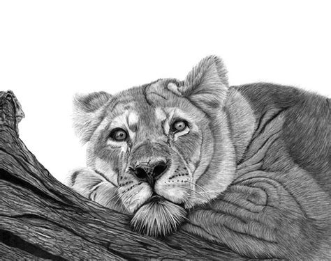 Buy Resting Lion Pencil Drawing By Paul Stowe On Artfinder Discover