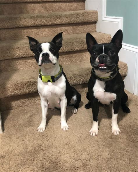 Searching for puppies for sale near you? Boston Terrier Puppies For Sale | Waterford Township, MI ...