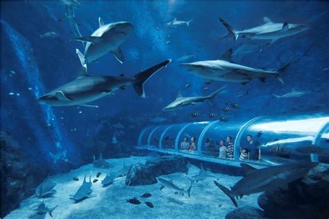 Behold The Wonderful Ocean World At Sea Aquarium Singapore Sea