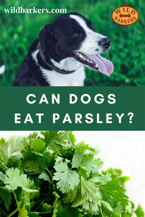 It is present in several varieties of dog food and treats. Can Dogs Eat Parsley? in 2020 | Can dogs eat, Parsley, Canning