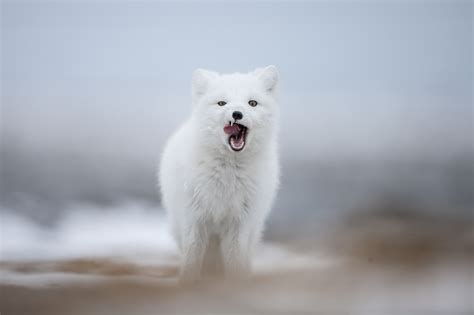 our top arctic fox photos arctic kingdom