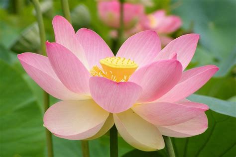 Stone Lotus Flower Cheapest Purchase Save 67 Jlcatjgobmx