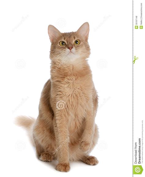 The list of cute cat names can help you find the purrfect name for your new cat or kitten. Somali Cat Isolated On White Background Royalty Free Stock ...