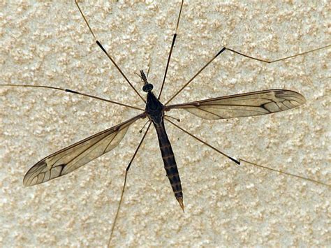 Some Long Legged Insect Crane Fly Nephrotoma Australasi Flickr