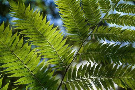 Tree Fern Rainforest Foliage Tropical Green Lush 4k Hd Wallpaper