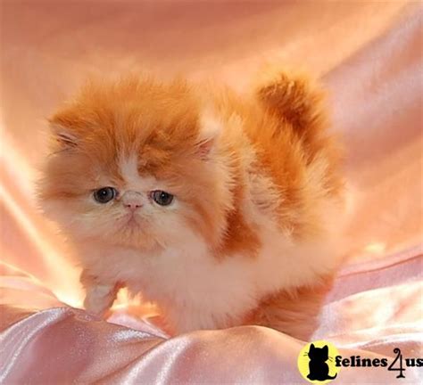 See more of persian and himalayan cat rescue on facebook. Persian Kittens | Wild / Domestic Cats | Pinterest | Cats ...