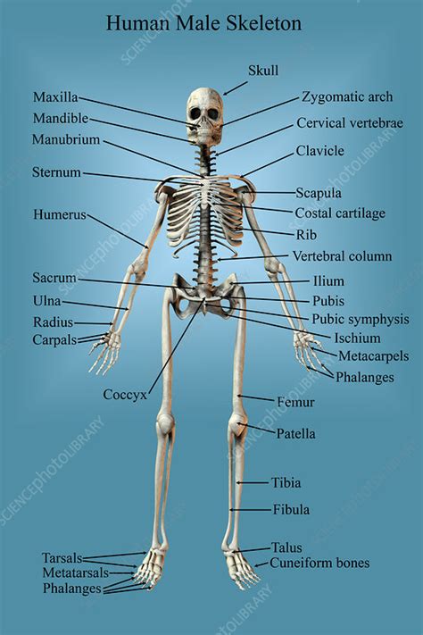 A Labeled Human Skeleton