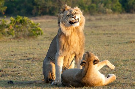Lion Looks Very Pleased With Himself As He Mates With A Lioness Ladbible