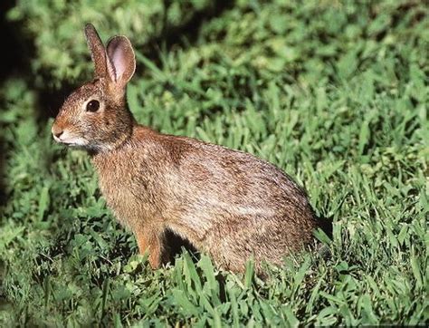 Wildlife officials hold rabbit habitat site walk in Mashpee - masslive.com