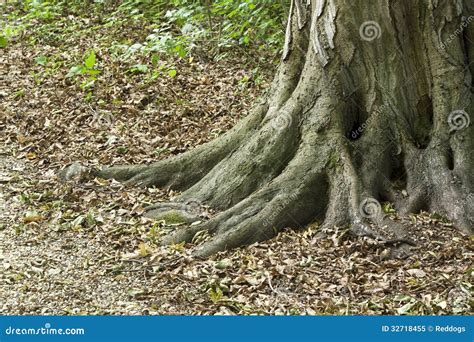 Old Tree Root Royalty Free Stock Photo Image 32718455