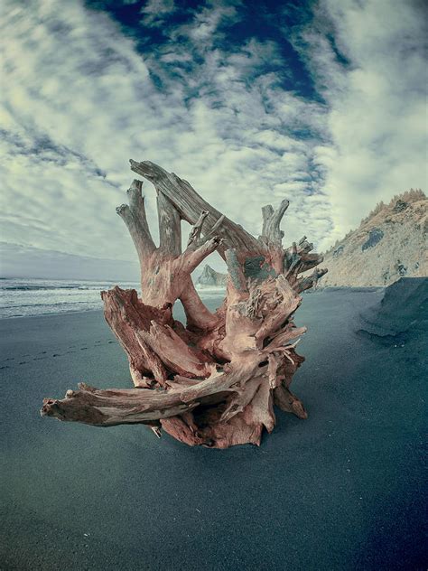 Eye Of The Driftwood Photograph By Greg Nyquist Fine Art America