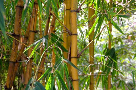 Comment Maîtriser La Plantation De Bambous Dans Son Jardin Gazon