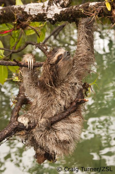 Species Of The Week Special Edition Pygmy Three Toed Sloth Edge Of