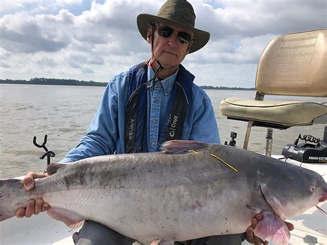 Big Mississippi River Catfish Tagged To Track Movements And Growth
