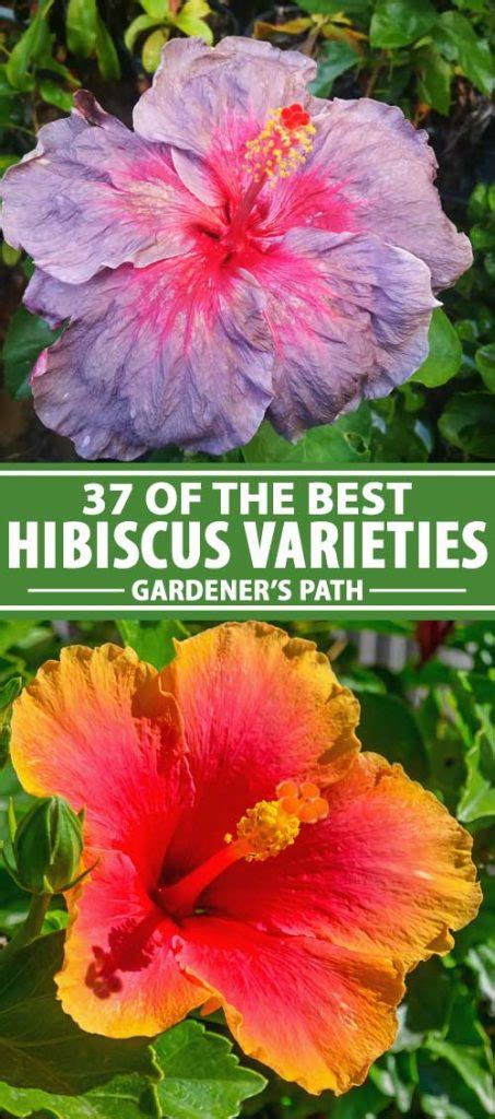 37 Of The Best Hibiscus Varieties Gardeners Path