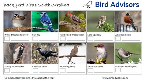 South Carolina Bird Advisors