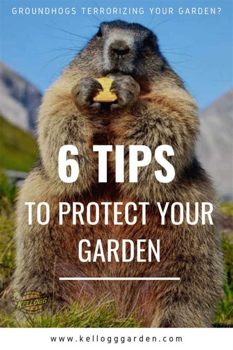 Protect Your Garden From Groundhogs Kellogg Garden Organics™