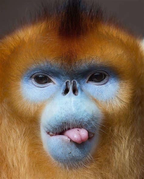 Bio Sapiens On Instagram A Golden Snub Nosed Monkey Sticking Its Pink