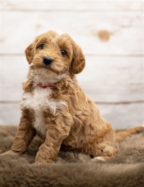 Browse goldendoodle puppies and buy a miniature goldendoodle now. Mini Goldendoodle Wallpapers - Wallpaper Cave