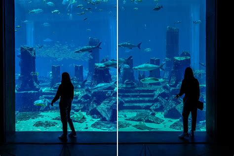 The Lost Chambers Aquarium Atlantis Dubai Aquarium Views