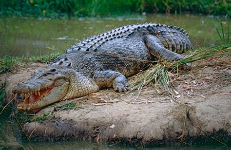 Saltwater Crocodile Facts And Pictures Reptile Fact