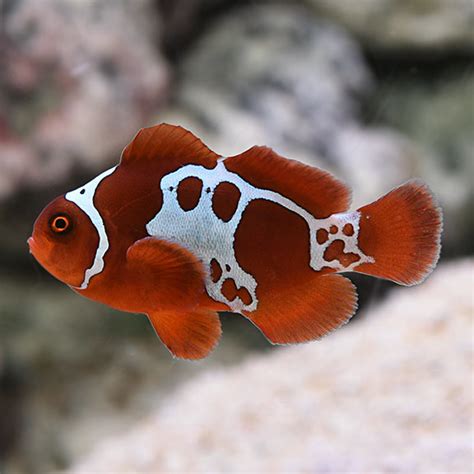 Последние твиты от clownfisch (@clownfische). Maroon Clownfish: Info with Care Details and Pictures