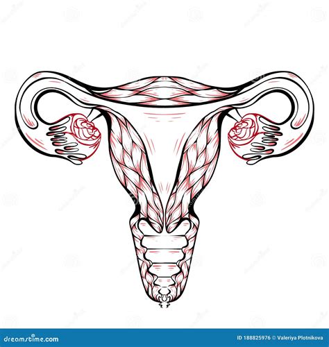 Contour Anatomical Sketch Of The Uterus Healthy Female Body Woman Power Uterus With Tube And