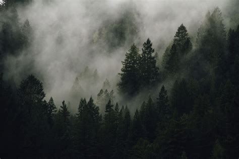 Pin De Denis Pestov En Fog Wallpaper Bosque Bosques Del Mundo Acanto
