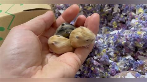Three Hamsters Togetheranimal Cute Youtube