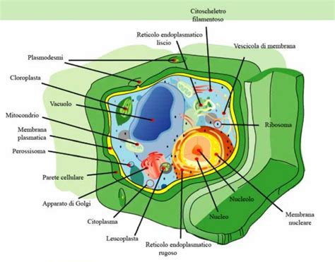 Cellula Vegetale