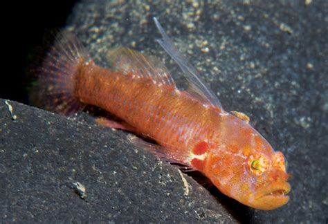 Sueviota Tubicola A New Species Of Goby That Lives With