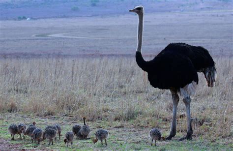Ostrich With Babies Miratico