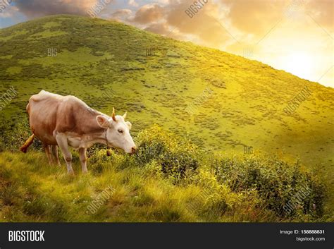 Cow Grazing On Meadow Mountains Image And Photo Bigstock