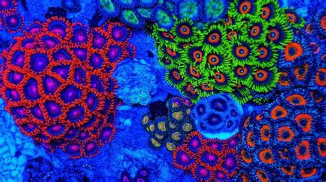 23 Fluorescent Coral Reefs Under Uv Light Récif