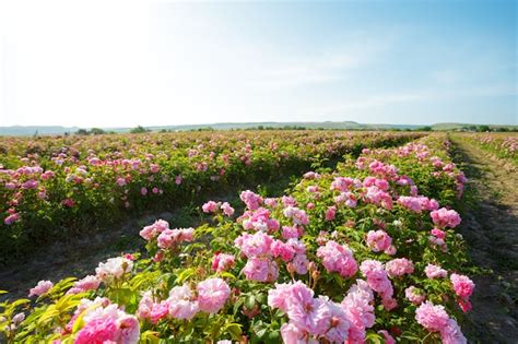 Premium Photo Field Of Roses