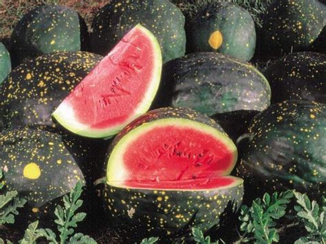 Buy Watermelon Seeds Moon And Stars Red Certified Organic Non
