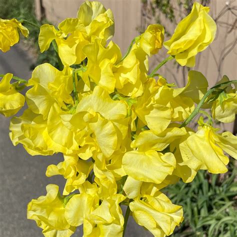 Yellow Japanese Sweet Peas Wholesale Flowers And Diy Wedding Flowers