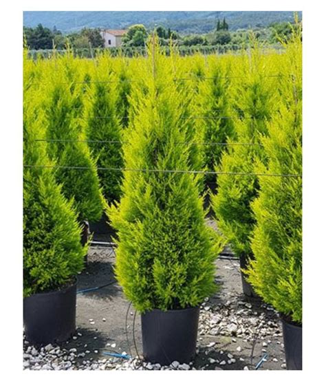 Cupressus Macrocarpa Cupressus Golden Goldcrest Cypress Tree Golden