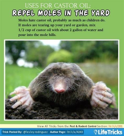 There are several potential possibilities here. Pest & Rodent Control - Uses for Castor Oil: Repel Moles ...