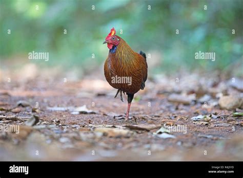 Sri Lankan Chickens Hi Res Stock Photography And Images Alamy