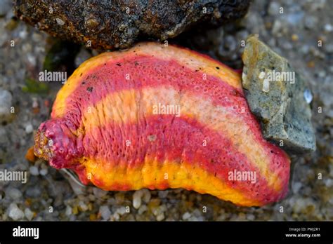 Pink Warty Sea Cucumber Stock Photo Alamy
