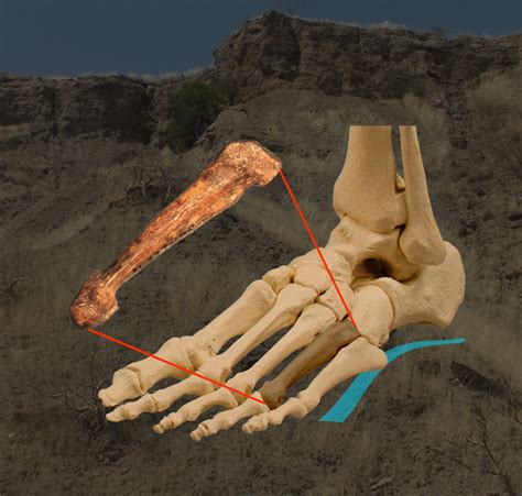On Their Own 2 Feet Fossil Reveals Early Human Bipedalism Asu News