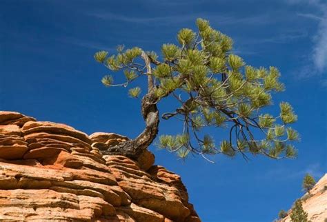 New Mexicos State Tree The Pinyon Pine Pinyon Pine Atop Sandstone