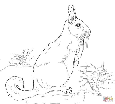 Dibujo De Vizcacha De La Sierra Para Colorear Dibujos Para Colorear