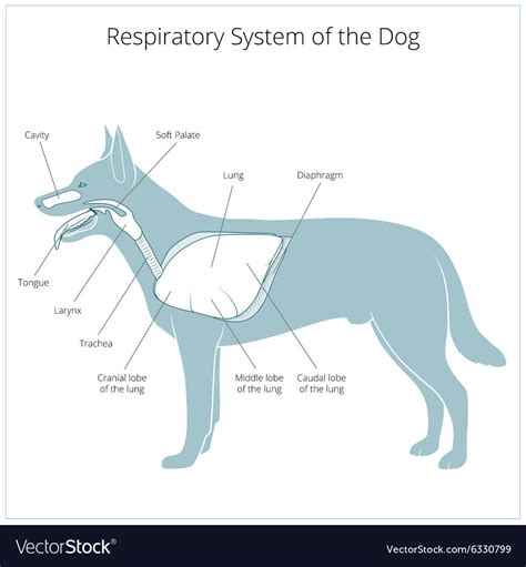 Respiratory system of the dog Royalty Free Vector Image