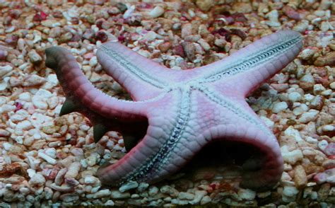 Protoreaster Nodosus Face Orale Starfish Octopus Animals Face