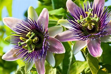Passion Flower Meaning In The Language Of Flowers Petal Republic